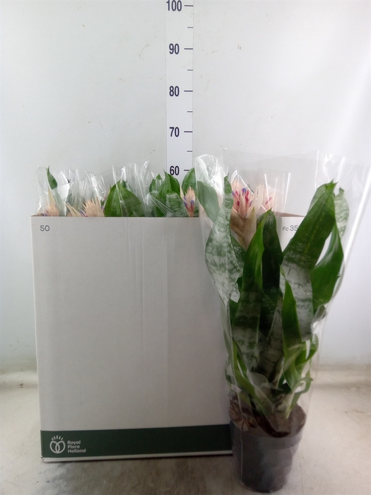 <h4>Aechmea fasciata 'Prontoo'</h4>