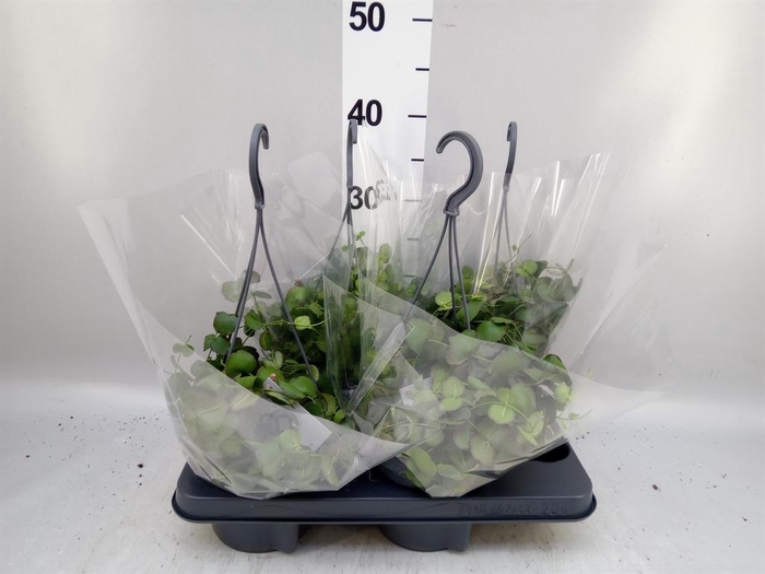 <h4>Dischidia pectenoides</h4>