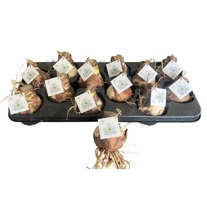 BLOEMBOL HIPPEASTRUM