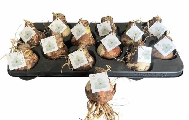 <h4>BLOEMBOL HIPPEASTRUM</h4>