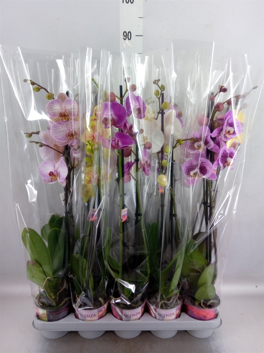 Phalaenopsis   ...mix