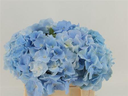 <h4>Hydr M Ch Verena Bl 40cm-20</h4>