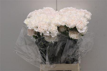 <h4>Di St Moon Golem</h4>