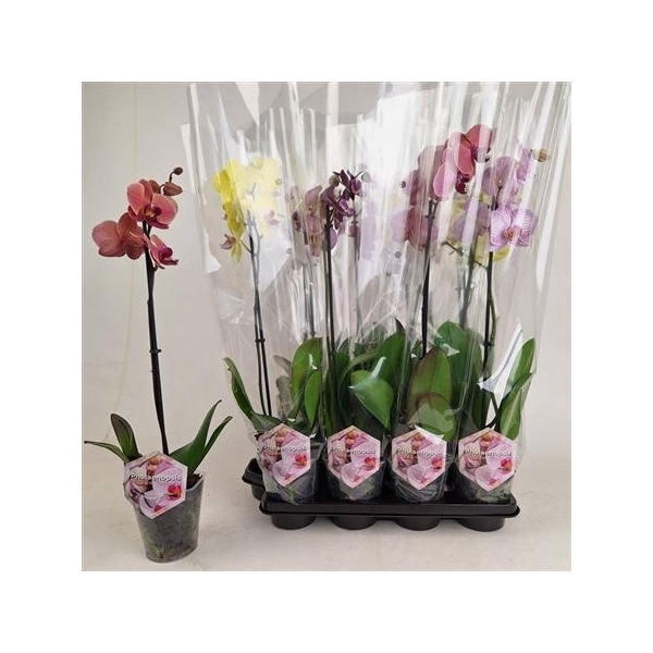 <h4>Phal Gem 1 Branche 6+</h4>