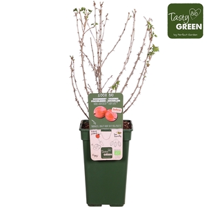 Ribes Easycrisp® Lady Late® Bio P19