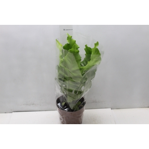 ASPLENIUM NIDUS P17