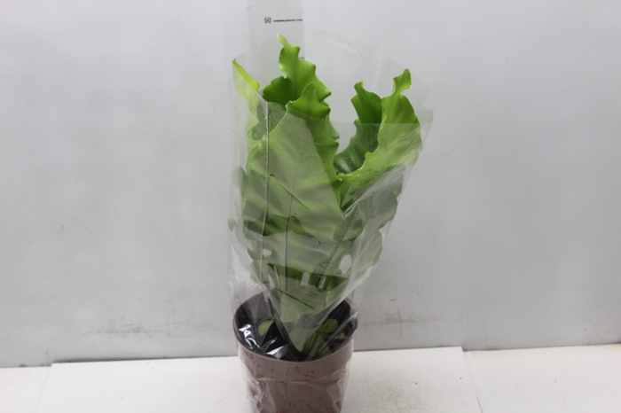 <h4>ASPLENIUM NIDUS P17</h4>