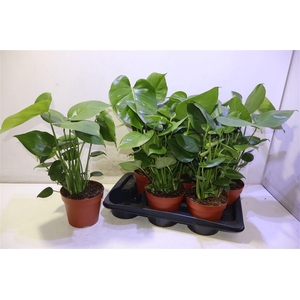 arr8 Monstera Deliciosa