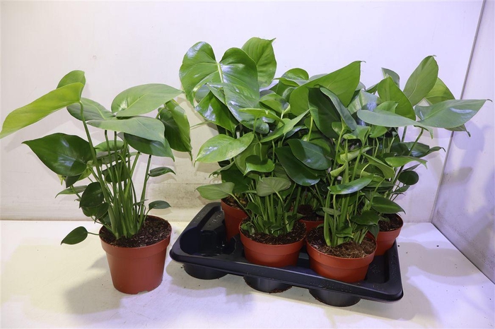 <h4>arr8 Monstera Deliciosa</h4>