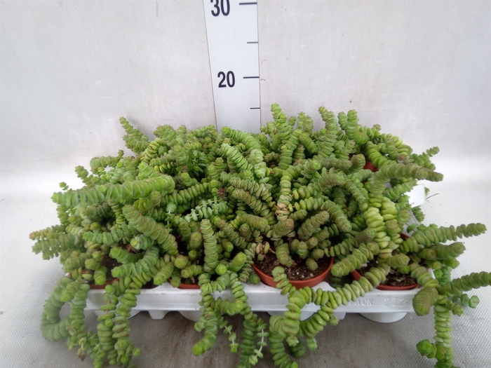 <h4>Crassula marnieriana</h4>