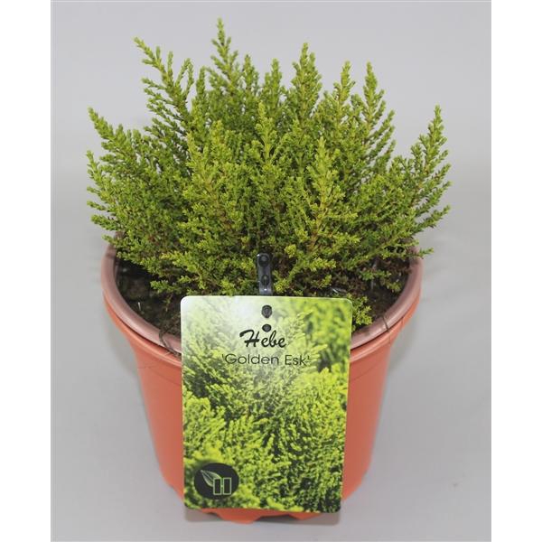 <h4>Hebe Golden Esk C2</h4>