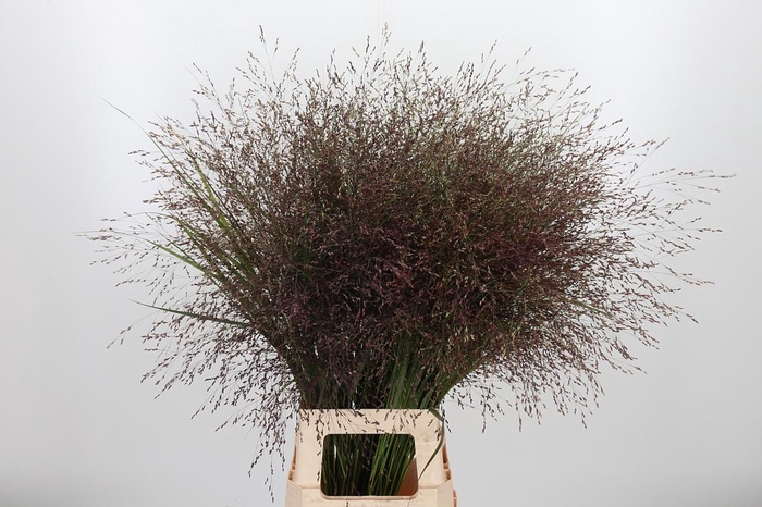 <h4>Panicum Warrior</h4>