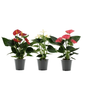 Anthurium 3 color mix in transparant sleeve