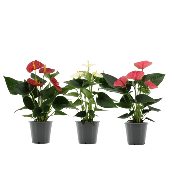 <h4>Anthurium 3 color mix in transparant sleeve</h4>