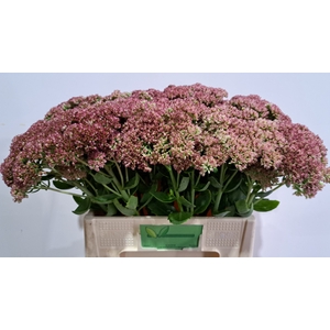 SEDUM SPECTABILE