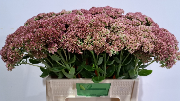 <h4>SEDUM SPECTABILE</h4>