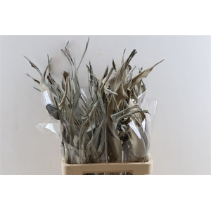 Dried Strelitzia 10pc Blue Bunch Slv