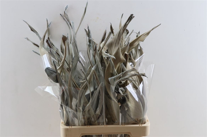 <h4>Dried Strelitzia 10pc Blue Bunch Slv</h4>