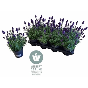 LAVANDULA HIDCOTE P12