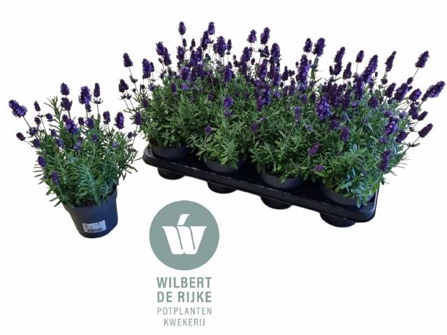 <h4>LAVANDULA HIDCOTE P12</h4>
