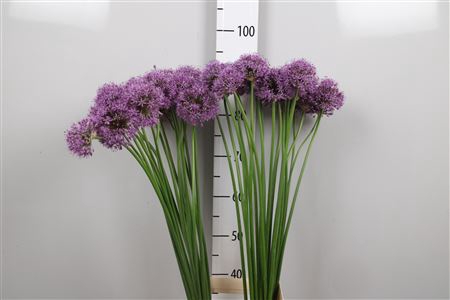 <h4>Allium Gladiator</h4>