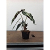 ALOCASIA X AMAZONICA p12