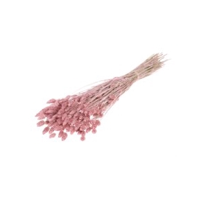 .Phalaris pink misty