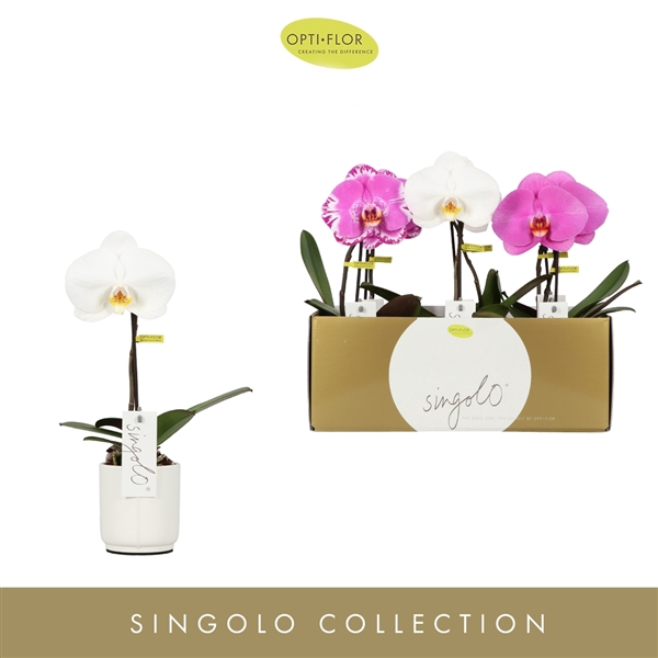 <h4>Singolo Mix in Lazio White</h4>