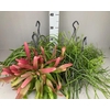 Rhipsalis Gemengd hangpot