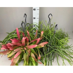 Rhipsalis 5 gemengd kan variëren