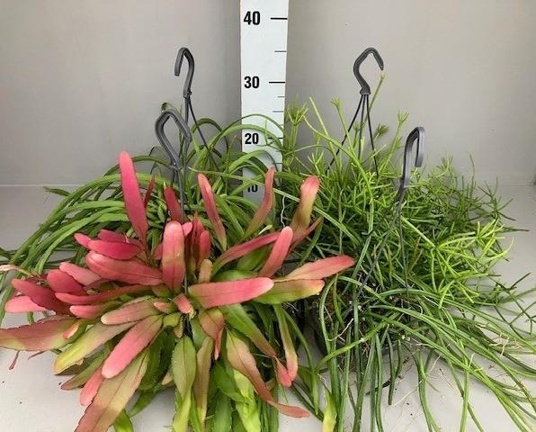 <h4>Rhipsalis 5 gemengd kan variëren</h4>