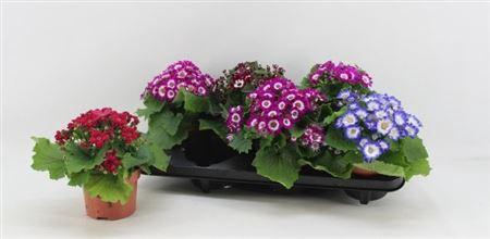 <h4>Peri C Venez Gem</h4>