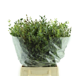 Parvifolia Kort
