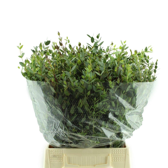 <h4>Parvifolia Kort</h4>