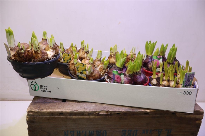 <h4>arr8 Bolbloemen Gem</h4>