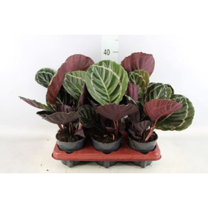 Calathea   ...