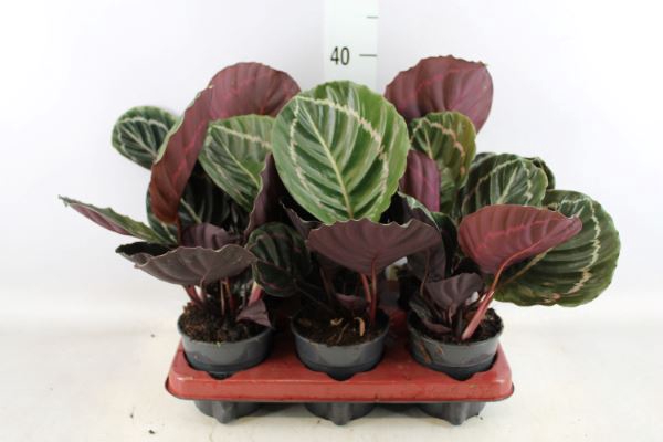 <h4>Calathea   ...</h4>