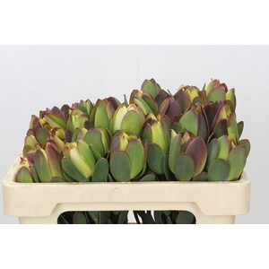 Leucadendron Pom-Pom Green Ball