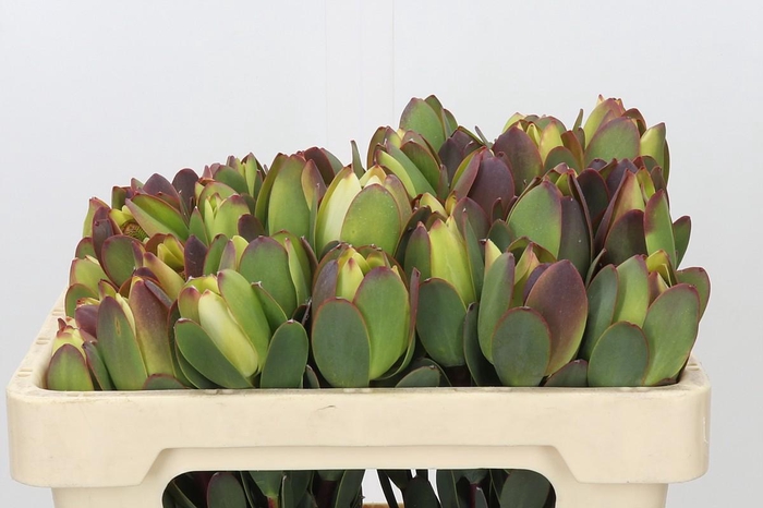 <h4>Leucadendron Pom-Pom Green Ball</h4>
