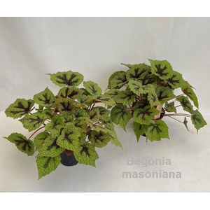 Begonia masoniana 14cm [original Iron Cross]