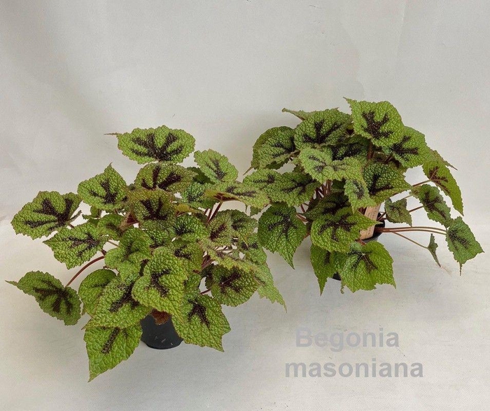 <h4>Begonia masoniana 14cm [original Iron Cross]</h4>