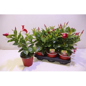 Mande Rio Grande Red