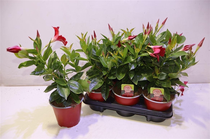 <h4>Mande Rio Grande Red</h4>