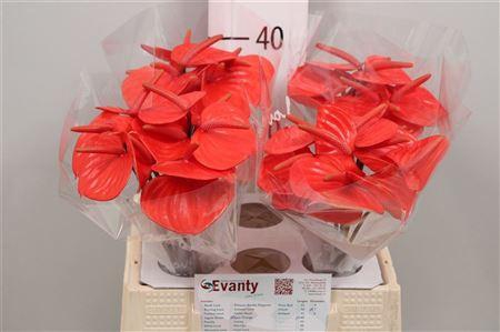 <h4>Anth A Pure Orange 40 L35</h4>