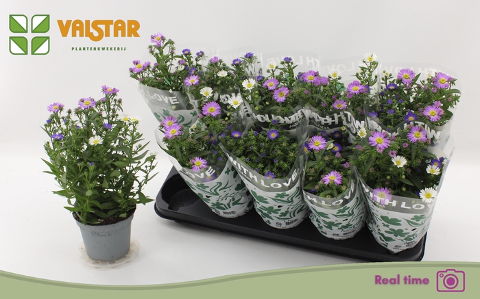 <h4>ASTER NB OV</h4>