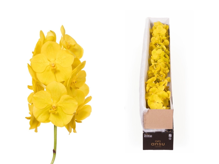 <h4>Vanda Lemon x5</h4>