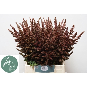 ASTIL AUTUMN GLOW