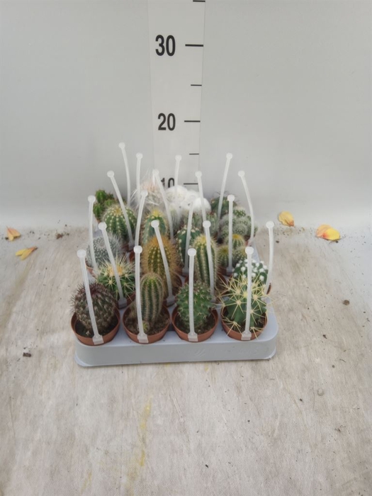 <h4>Cactus   ...mix</h4>