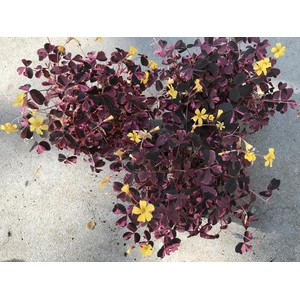 OXALIS VULCANICOLA
