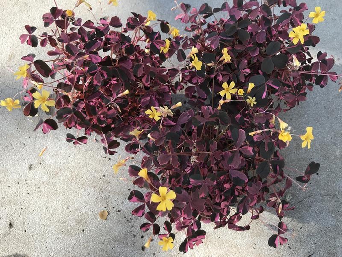 <h4>OXALIS VULCANICOLA</h4>